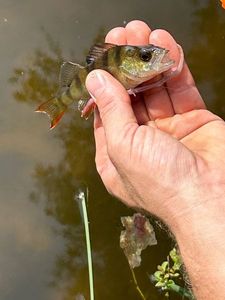 European Perch