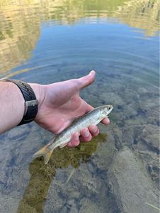 Arctic Char