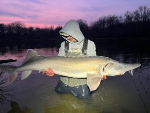 Sturgeon