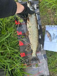 Northern Pike