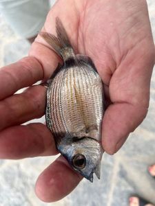 Common Two-banded Seabream