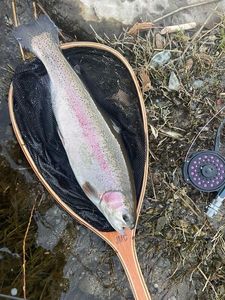 Rainbow Trout