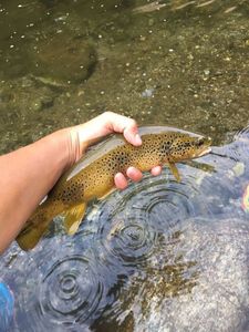 Brown Trout