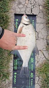 Common Bream