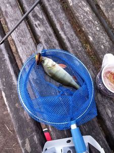 European Perch