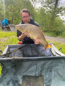 Common Carp