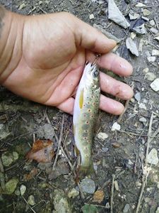 Brown Trout