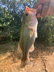 Largemouth Bass