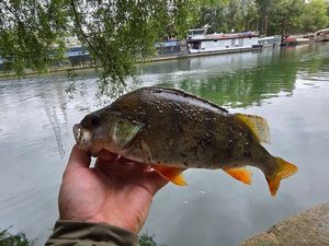 European Perch