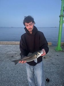 European Bass (Seabass)