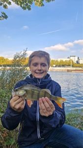 European Perch