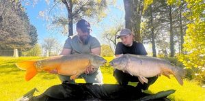 Mirror Carp