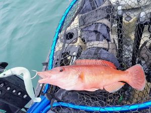 Cuckoo Wrasse