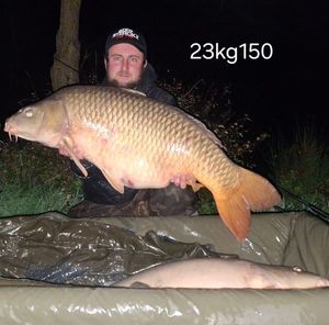 Common Carp