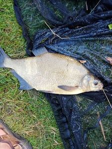 Common Bream