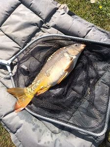 Leather Carp