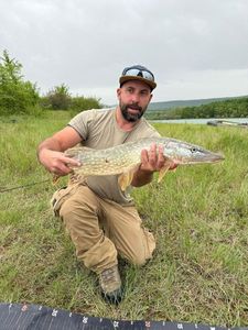 Northern Pike