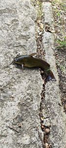 Black Bullhead