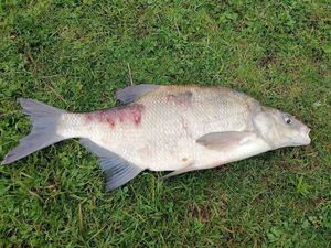 Common Bream