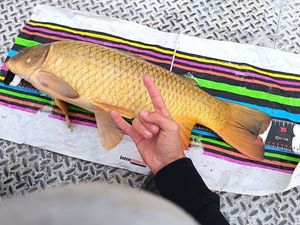Common Carp