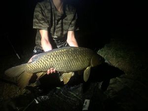 Common Carp