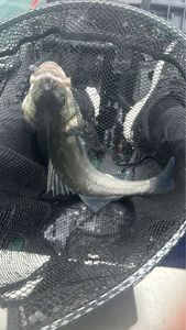 European Bass (Seabass)