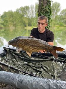 Common Carp
