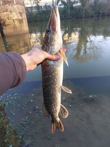 Northern Pike