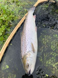 Sea Trout