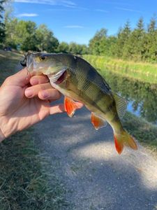 European Perch