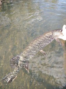 Northern Pike