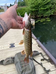Northern Pike