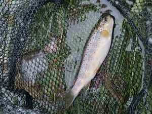 Brown Trout