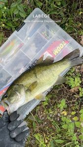 Largemouth Bass