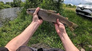 Brown Trout