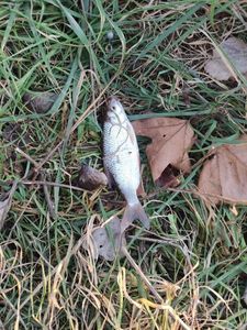 Roach
