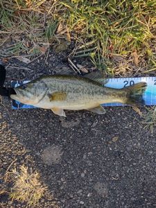 Largemouth Bass