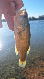 Largemouth Bass