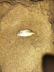 Black Seabream