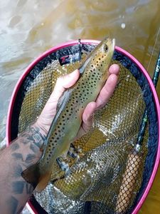 Brown Trout