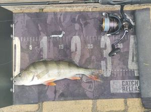 European Perch