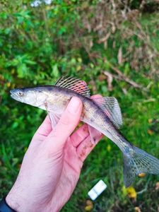 Zander