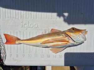 Red Gurnard