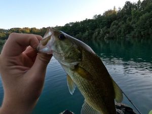 Smallmouth Bass