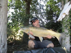 Grass Carp