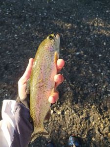 Rainbow Trout