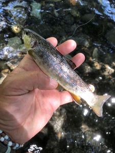 Brown Trout