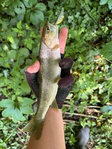 Brown Trout