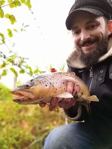 Brown Trout