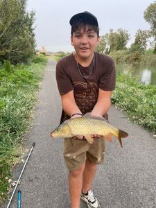 Common Carp